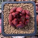 Echeveria Agavoides 'Maria' 2" Succulent Plant