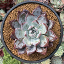 Echeveria 'Black Sabbath' 3"-4" Succulent Plant