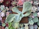 Pachyveria 'Jocelyns Joy' Variegated 3" Succulent Plant