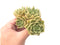 Echeveria Agavoides 'Eco Latte' Large Cluster 5" Rare Succulent Plant