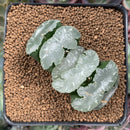 Haworthia Truncata 'White Mammoth' 3" Succulent Plant