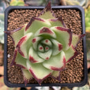 Echeveria Agavoides 'Maria' 3" Succulent Plant