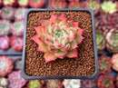 Echeveria Agavoides 'Joy' 1" Succulent Plant