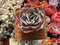 Echeveria 'Frill' sp. 2" Succulent Plant