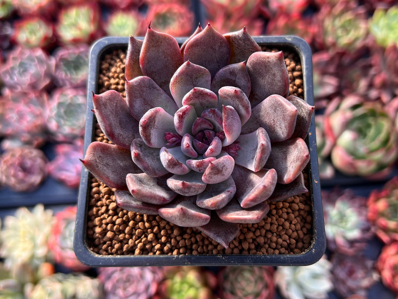 Echeveria 'Purple Zaragoza' 2