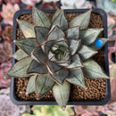 Echeveria 'Purpusorum' White Form 2" Succulent Plant