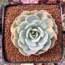 Echeveria 'Bluette' Variegated 3" Succulent Plant
