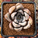 Echeveria 'Jinjuhee' 2" Powdery Succulent Plant