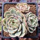 Echeveria 'Ben Badis' 2" Cluster Succulent Plant