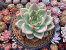 Echeveria Agavoides 'Shallot' 5" Succulent Plant