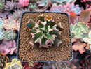 Echeveria 'Black Hawk' 2" Succulent Plant