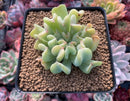 Echeveria 'Topsy Turvey' 2"-3" Cutting Succulent Plant