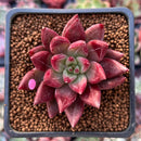 Echeveria Agavoides 'Fire Eagle' 2" New Hybrid Succulent Plant