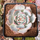 Echeveria 'Teirosa' 2"-3" Succulent Plant
