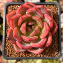 Echeveria 'Sharman' 2" Succulent Plant