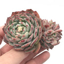 Echeveria ‘Amante’ Cluster 3"-4" Succulent Plant