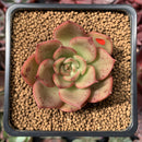 Echeveria Agavoides 'Padma' 2" Succulent Plant