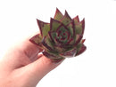 Echeveria Agavoides Black Edge Rare 2”-3” Succulent Plant