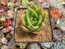 Echeveria Agavoides 'Ringo Star' 2"-3" Succulent Plant