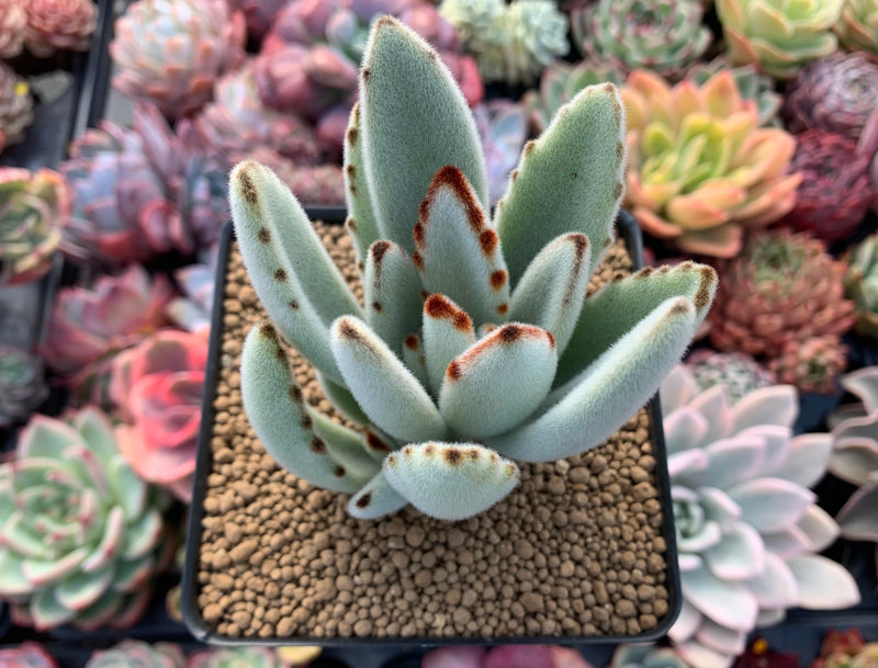 tomentosa succulent Kalanchoe 'Tomentosa' 3" Cutting Succulent Plant