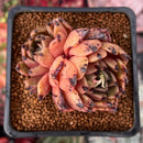 Echeveria Agavoides 'Sarabony' 2" Cluster Succulent Plant