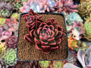 Echeveria Agavoides 'Pluto' 2"-3" Succulent Plant