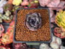 Echeveria 'Black Bear' 1" Succulent Plant