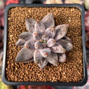 Echeveria 'Unguiculata' 1" Succulent Plant