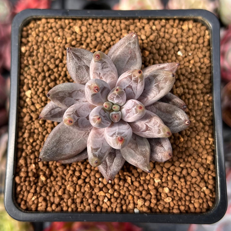 unguiculata succulent Echeveria 'Unguiculata' 1" Succulent Plant – True Succulents Plant Co