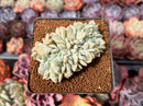 Echeveria 'Monroe' Crested 3" Succulent Plant