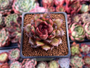 Echeveria Agavoides 'Black Queen' 2" (Seed Grown) Succulent Plant