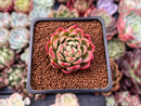 Echeveria Agavoides 'Red Witch' 1"-2" Succulent Plant