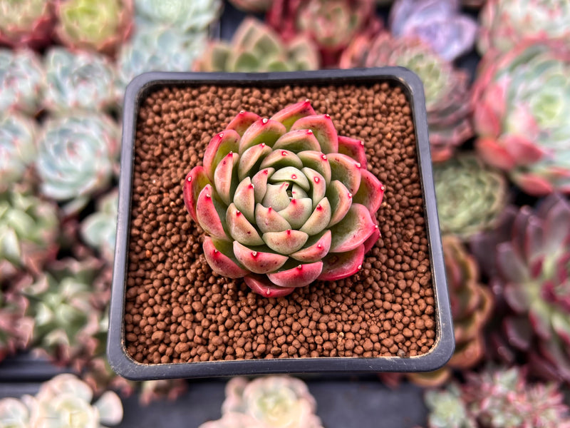succulent witch Echeveria Agavoides 'Red Witch' 1"-2" Succulent Plant – True Succulents  Plant Co
