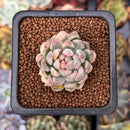 Echeveria 'Mebina' Variegated 1" Succulent Plant
