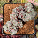 Echeveria 'Tuxpan' Crested 3" Succulent Plant