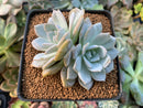 Echeveria 'White One' 3" Powdery Succulent Plant