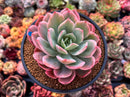 Echeveria 'Luella' Variegated 4" Succulent Plant