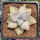 Echeveria 'Xichuensis' 2" Succulent Plant