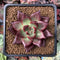Echeveria Agavoides 'Red Beach' 2" Succulent Plant