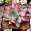 Echeveria 'Starmark' 2"-3" Succulent Plant