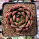 Echeveria Agavoides 'Red Wine' 2"-3" Succulent Plant