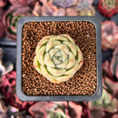 Echeveria 'Cream Smoothie' 1" Succulent Plant