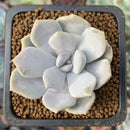 Echeveria 'Tiramisu' 1" Succulent Plant