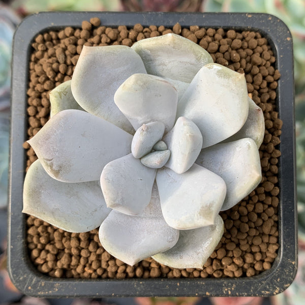 tiramisu succulent Echeveria 'Tiramisu' 1" Succulent Plant – True Succulents Plant Co