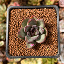 Echeveria 'Black Bear' 1" Succulent Plant