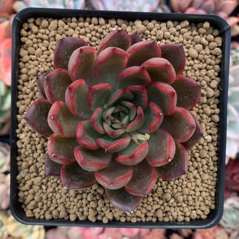 succulent with red bell flowers Echeveria Agavoides 'Red Bell' 3" Succulent Plant – True Succulents Plant Co