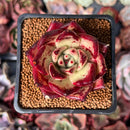 Echeveria Agavoides sp. 2" Succulent Plant