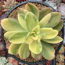 Echeveria 'Golden Glow' Variegated 5" Succulent Plant