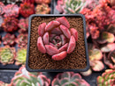 Echeveria 'Symphony' 1" Succulent Plant