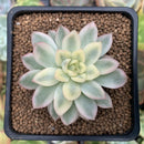 Echeveria 'Mebina' Variegated 2" Succulent Plant